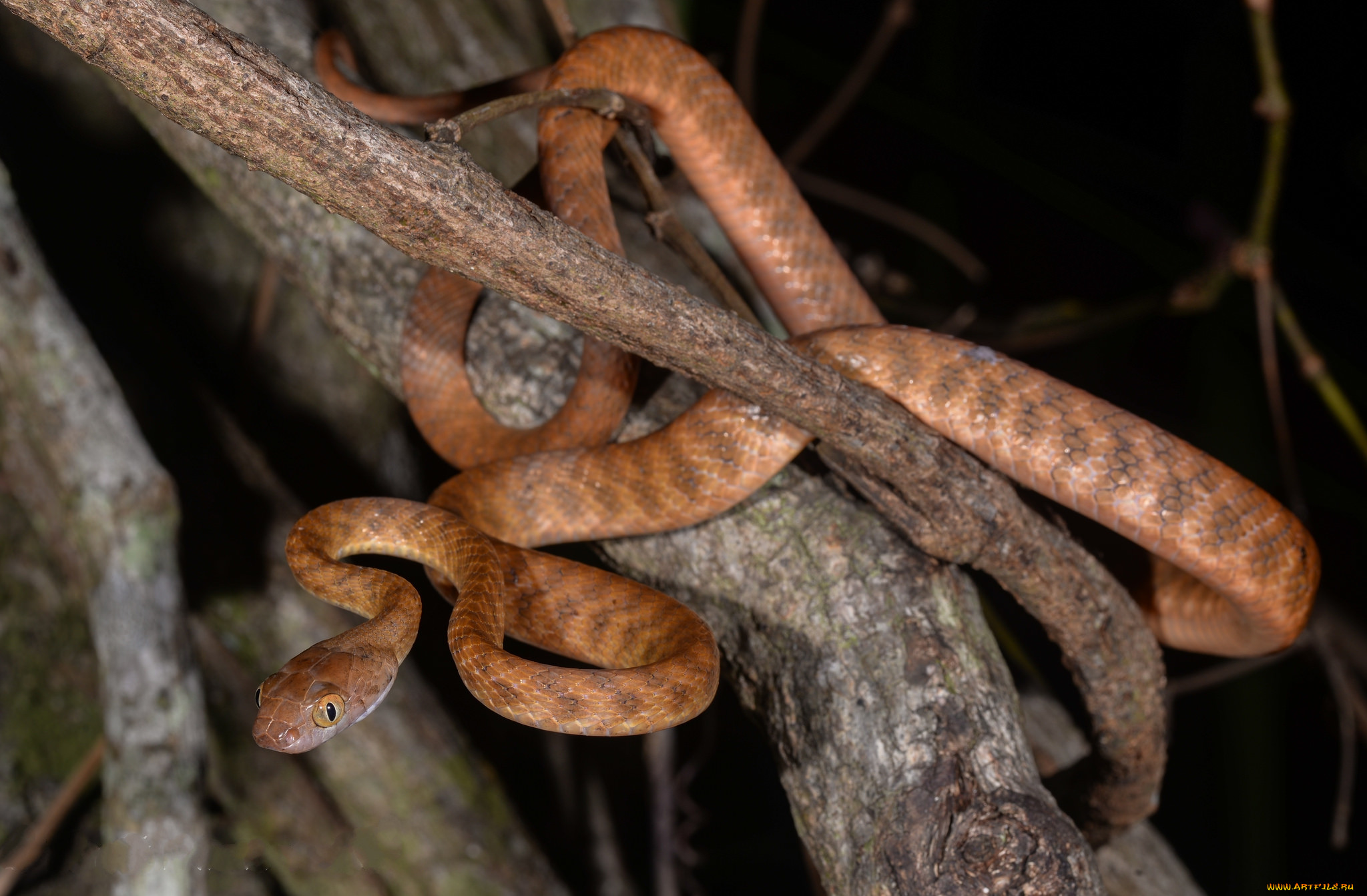 brown tree snake, , ,  ,  , 